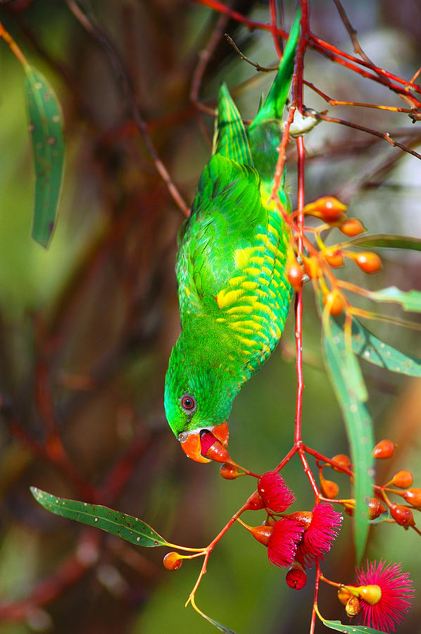 Landscape Photograph - Scaly Breasted Lorikeet by Stephen Reid