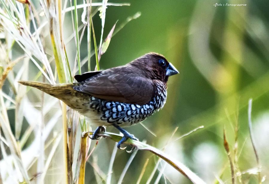 Scaly Breasted Munia Photograph by Virag Yelegaonkar - Pixels