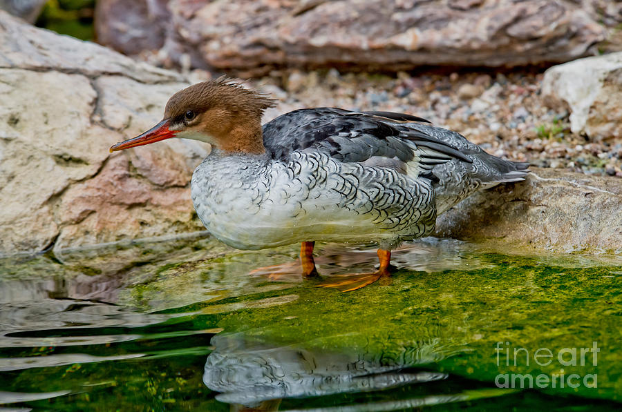 Nature Photograph - Scaly-sided Merganser Hen by Anthony Mercieca