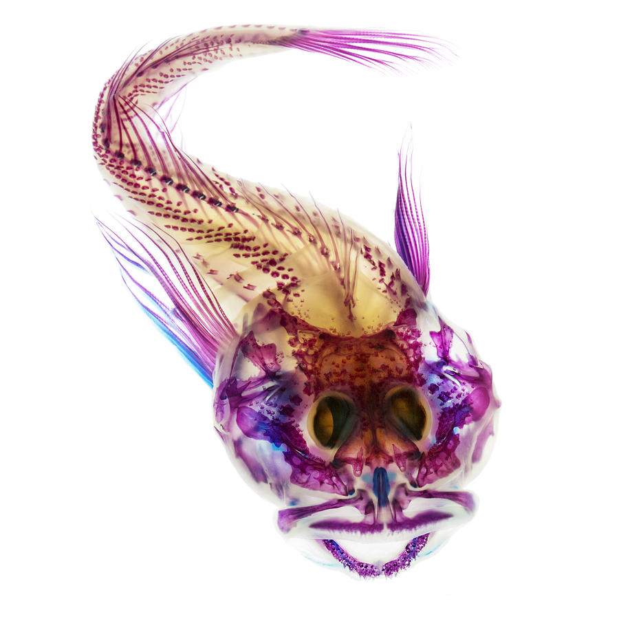 Fish Photograph - Scalyhead Sculpin by Adam Summers