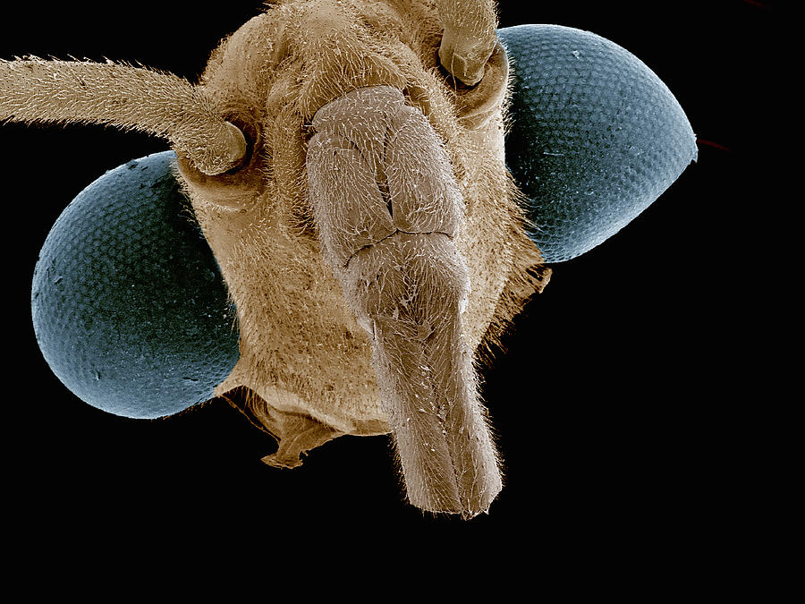 Scanning electron micrograph of the head of water strider (Hemiptera: Gerridae) Photograph by Gregory S. Paulson