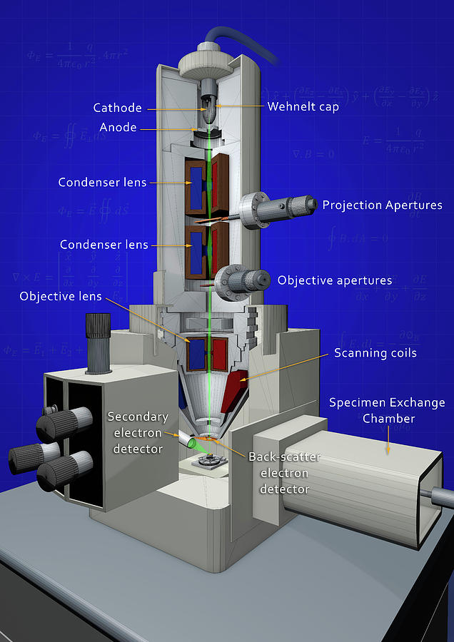 electron microscope diagram labeled