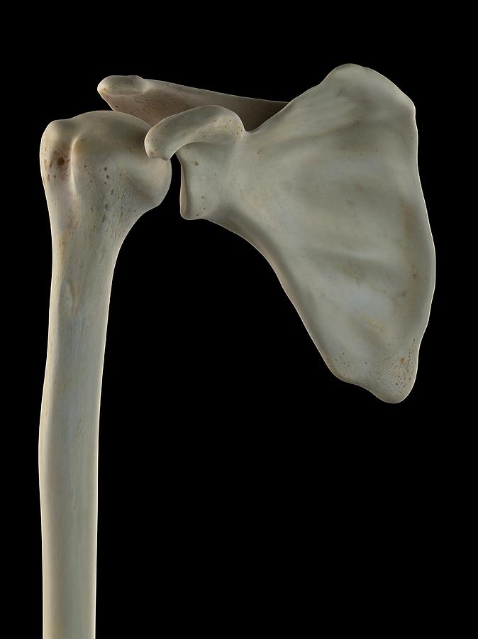 Illustration Photograph - Scapula And Humerus by Sciepro
