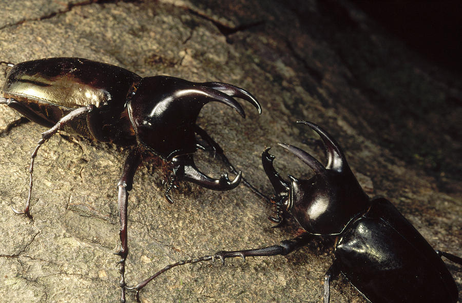 Scarab Beetle Pair Fighting  Borneo Photograph by Mark Moffett