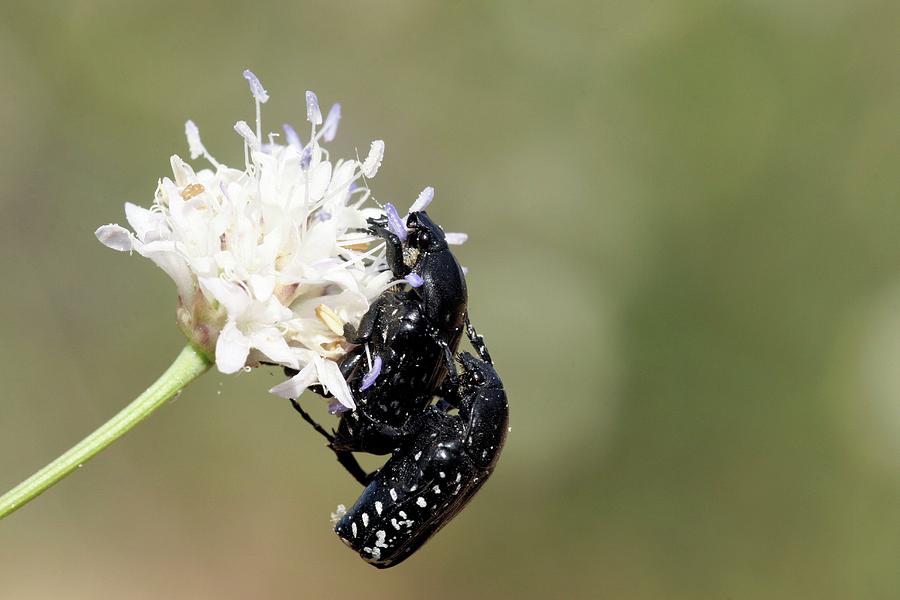 Scarab Beetles Mating On A Flower Photograph by Photostockisrael/science Photo Library Pixels