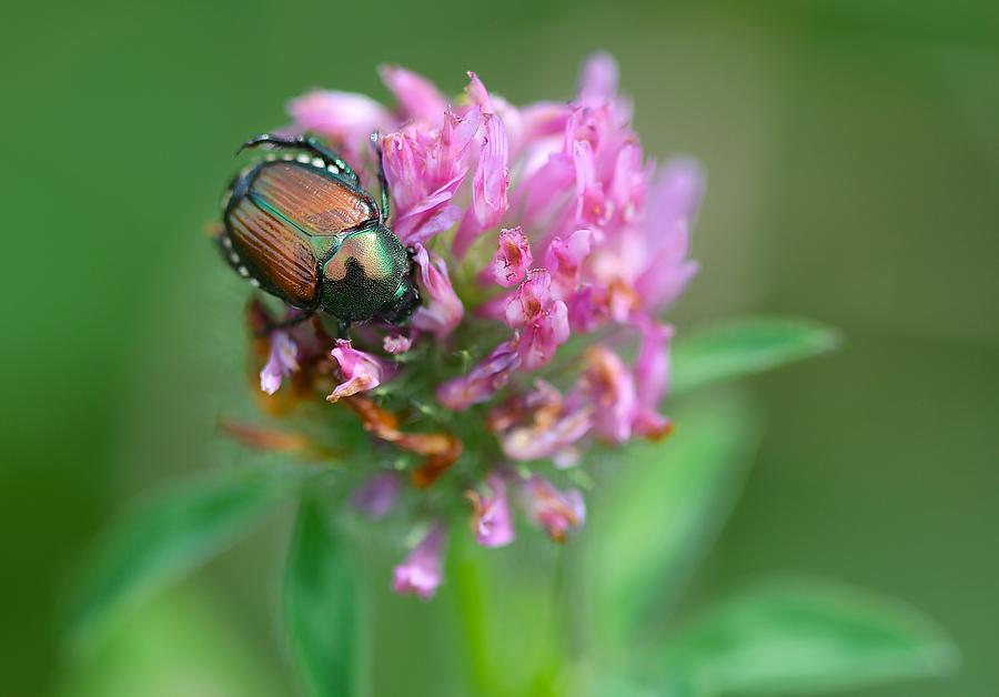 Scarab On Clover Photograph by Tracy Male
