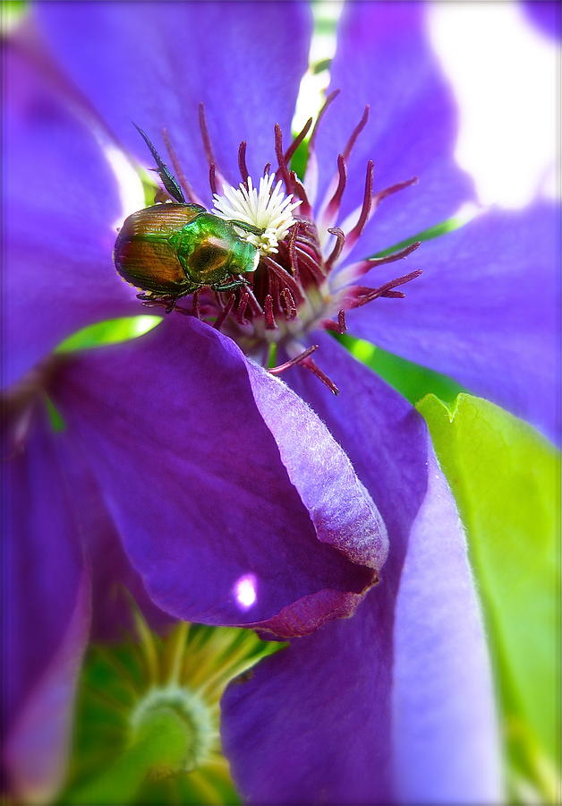 Scarab Photograph by Tracy Male