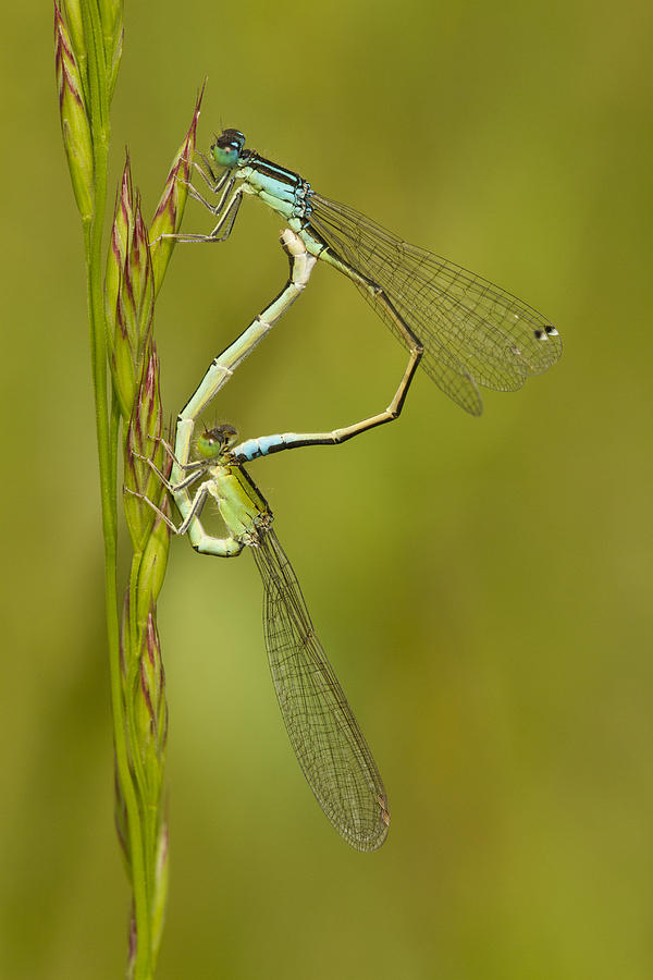 Scarce Blue-tailed Damselfly Pair Photograph by Marcel Klootwijk