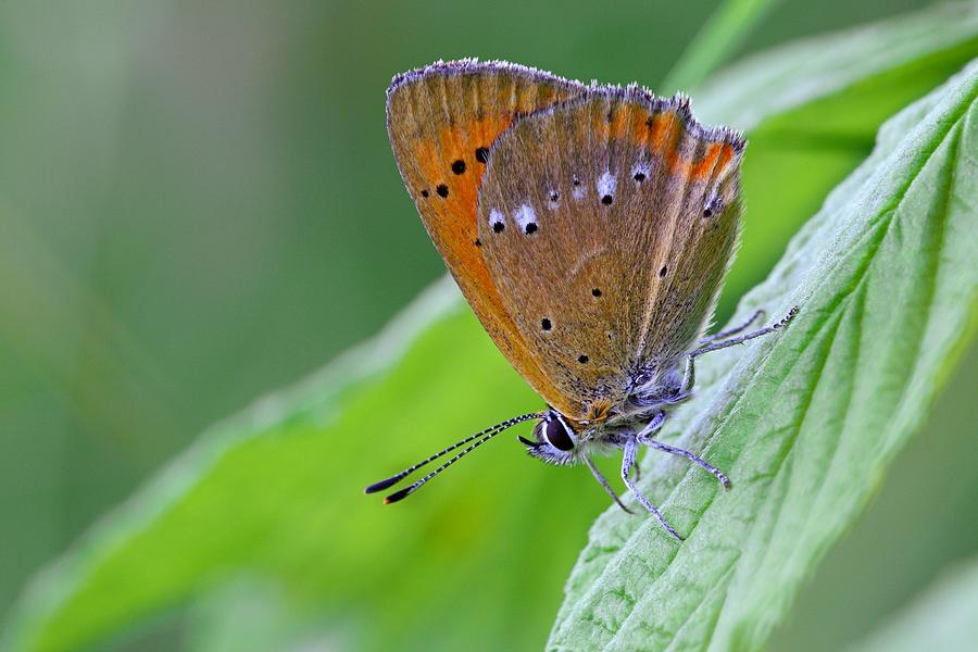 Scarce copper butterfly Photograph by Science Photo Library | Fine Art ...