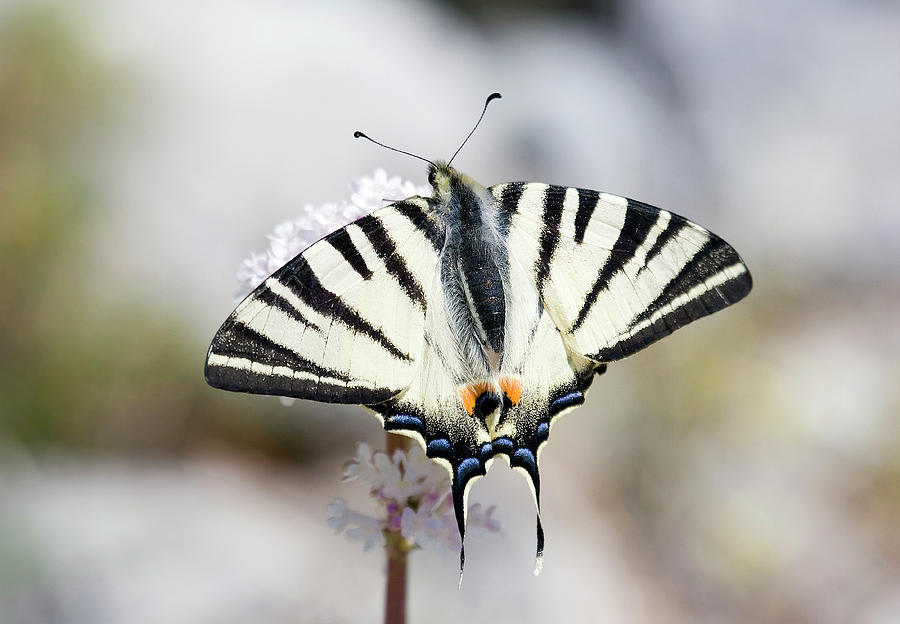 Scarce Swallowtail Butterfly: Identification, Facts 