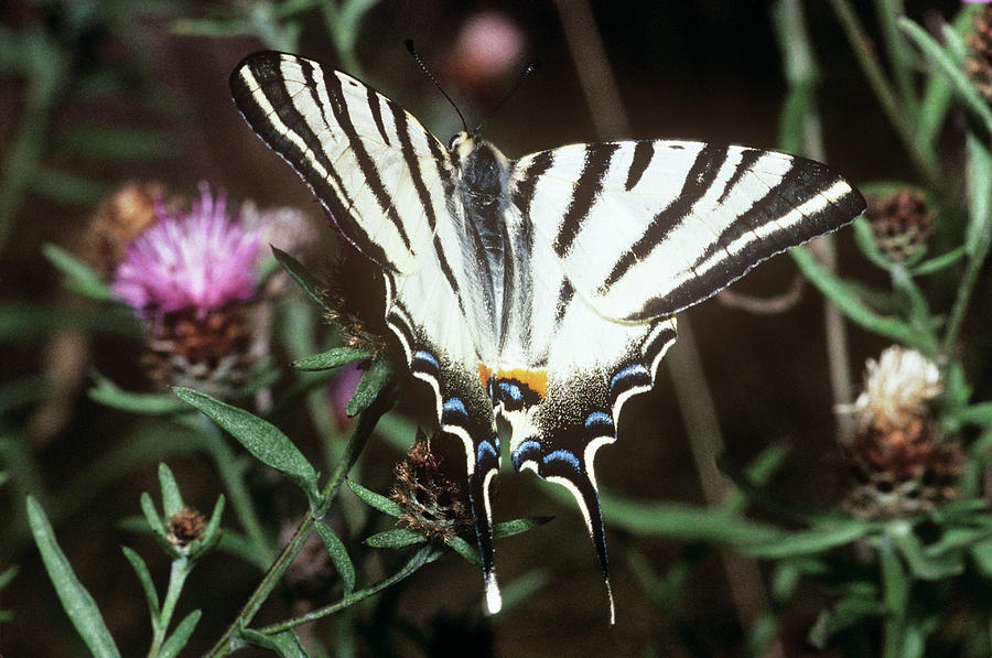 Scarce Swallowtail Butterfly Photograph by M F Merlet/science Photo Library