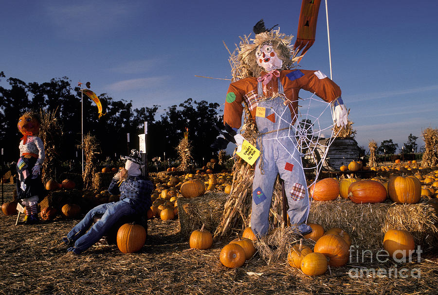 Scarecrow Contest At Halloween Photograph by Ron Sanford