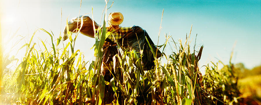 Nature Photograph - Scarecrow In A Corn Field, Queens by Panoramic Images