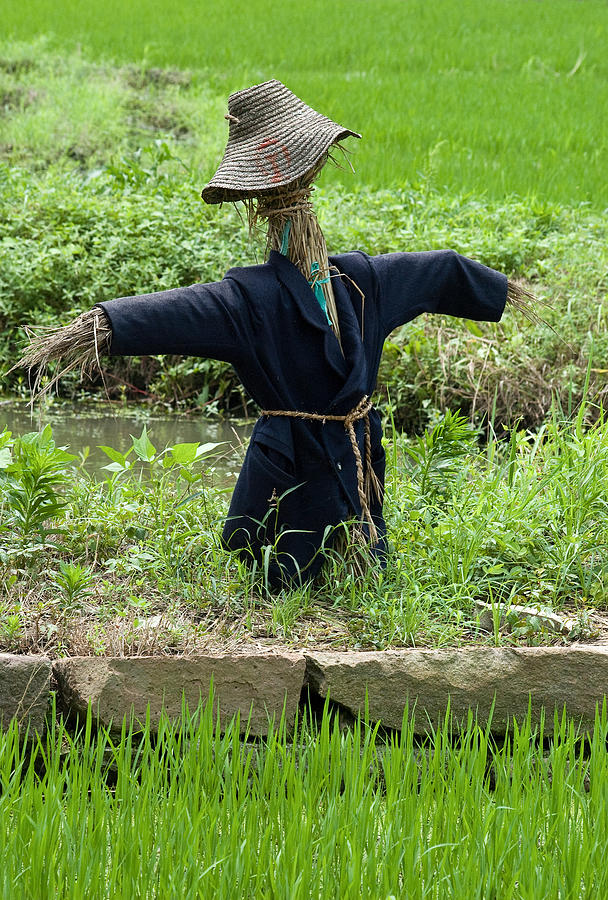 Scarecrow in a rice paddy in Wuzhen China. Photograph by Rob Huntley