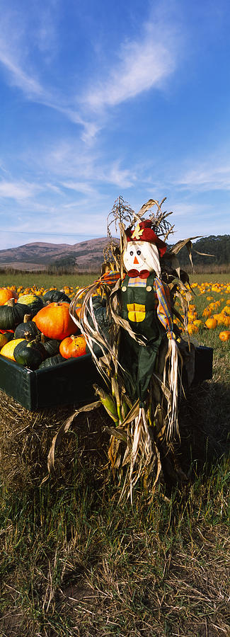 Pumpkin Photograph - Scarecrow In Pumpkin Patch, Half Moon by Panoramic Images