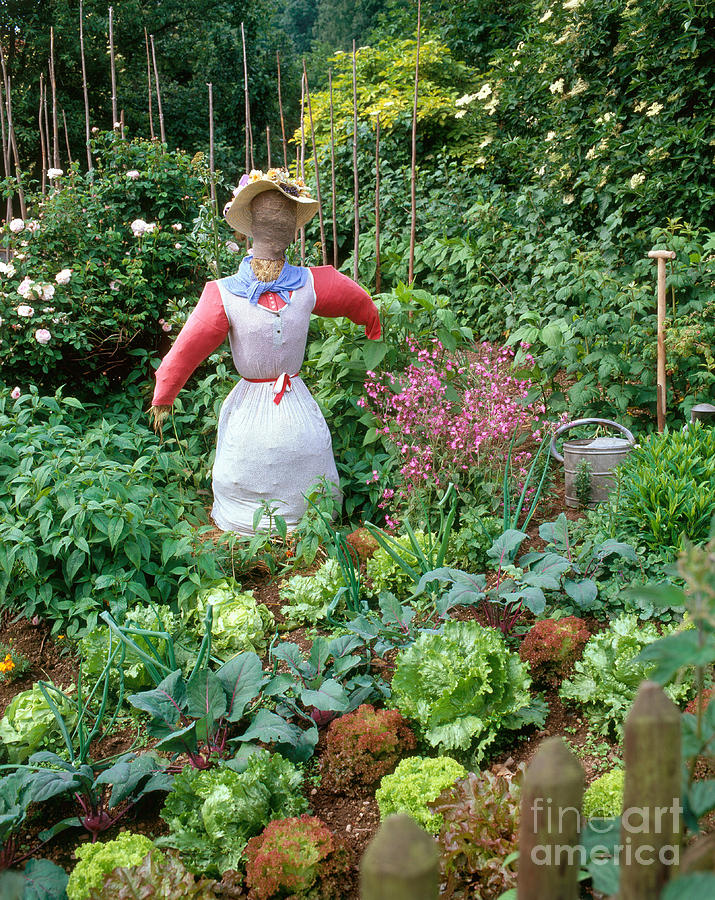 Scarecrow In Vegetable Garden Photograph by Hans Reinhard