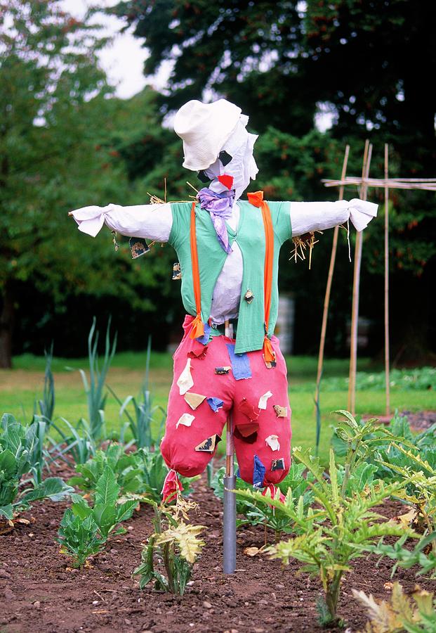 Scarecrow Photograph By Tony Wood Science Photo Library Pixels