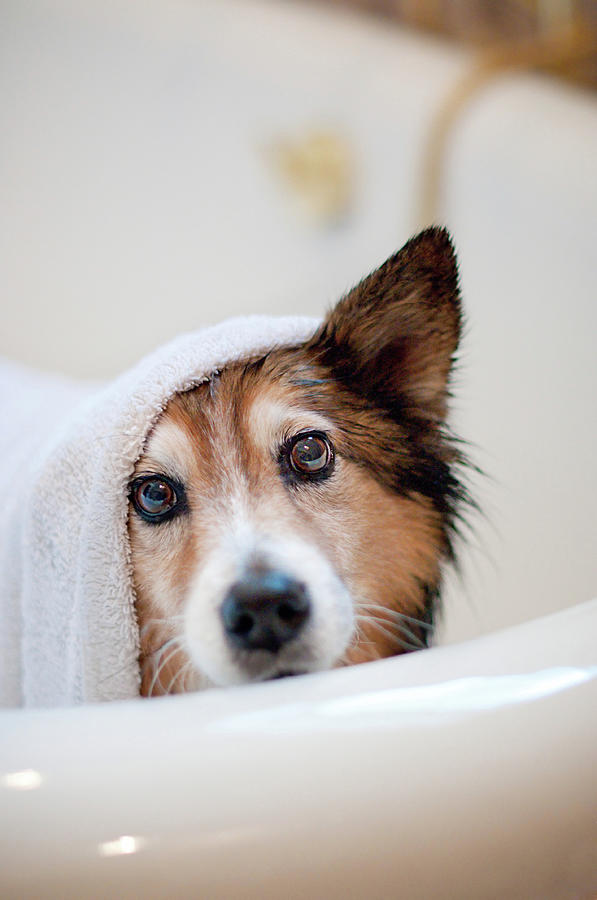 Scared Dog Getting Bath Photograph by Hillary Kladke
