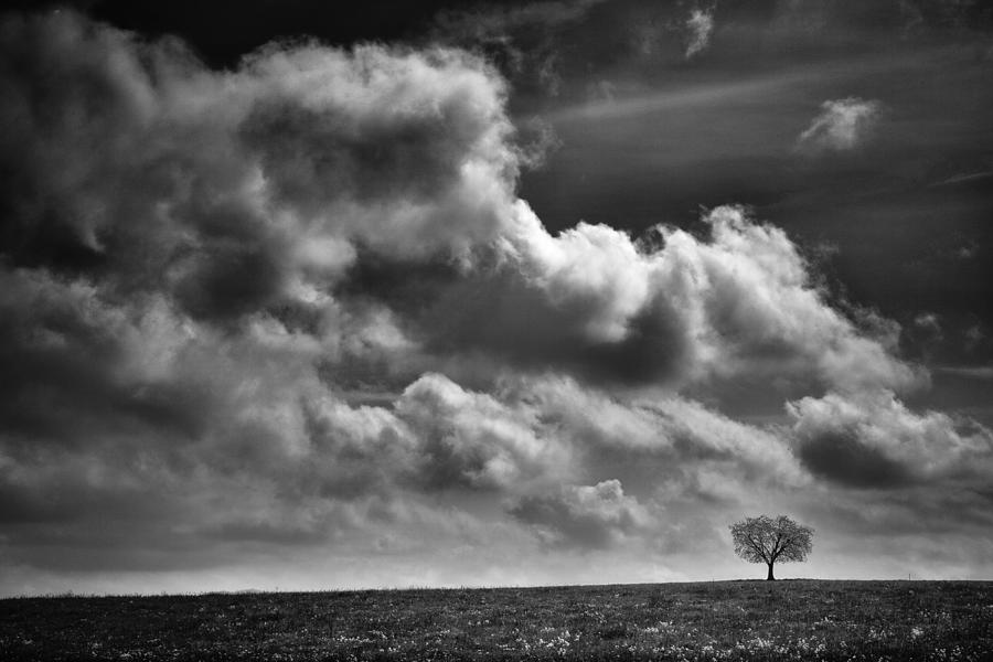 Scared Lone Tree Photograph by Dominique Dubied