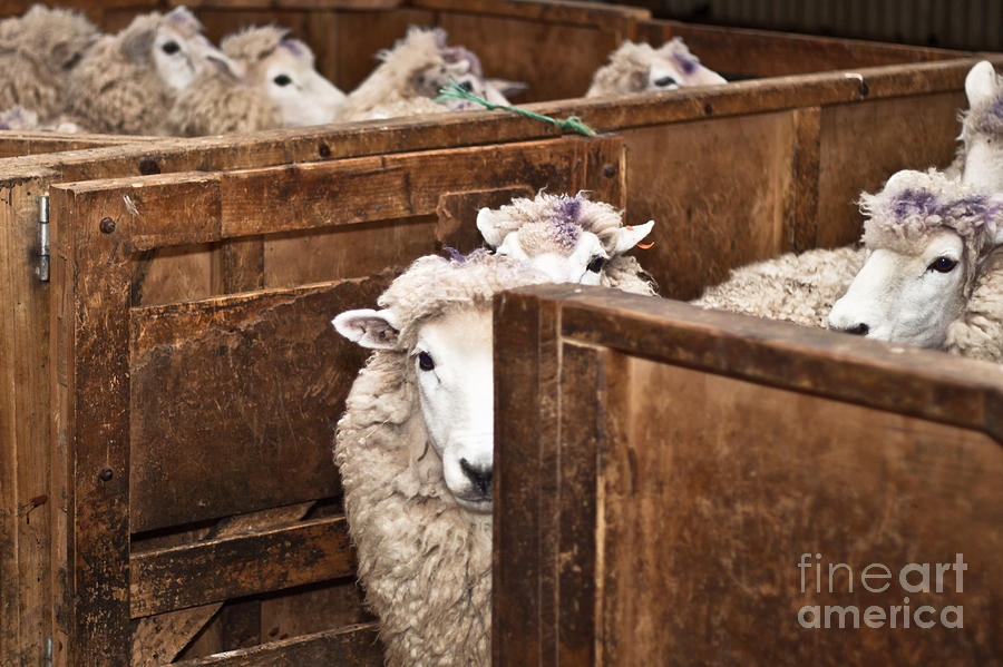 Scared Sheep Photograph by Jan Mika