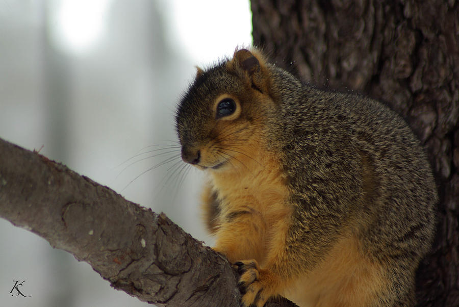 Scared Squirrel Photograph by Kelly Smith