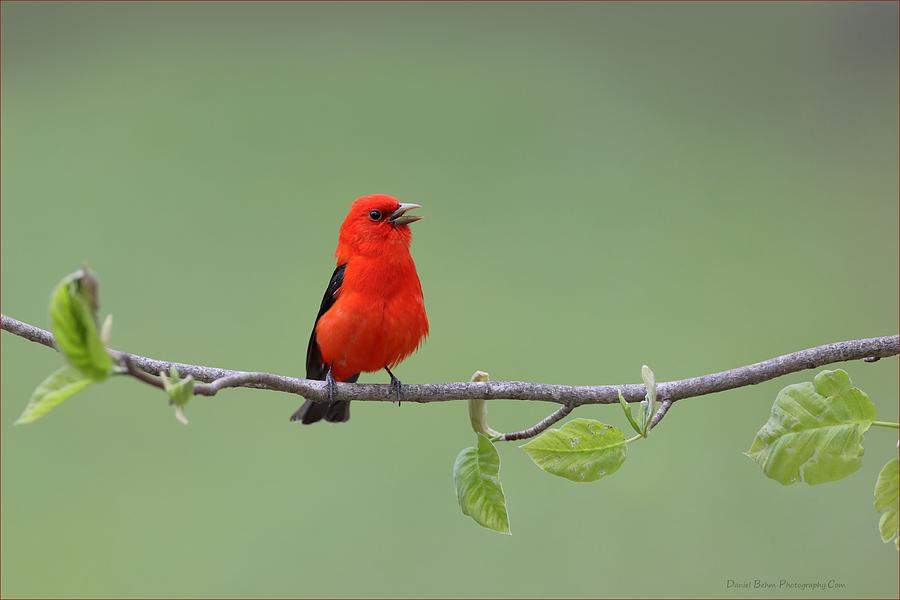 Bird Photograph - Scarlet and Green by Daniel Behm