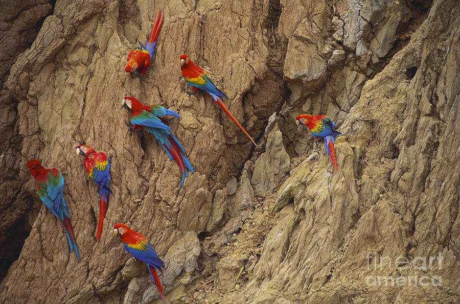 Scarlet And Green-winged Macaws Photograph by Art Wolfe