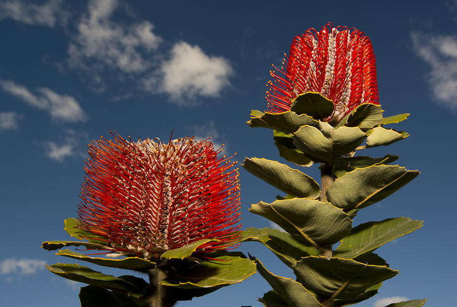 Scarlet Banksia Fitzgerald River Photograph by Kevin Schafer