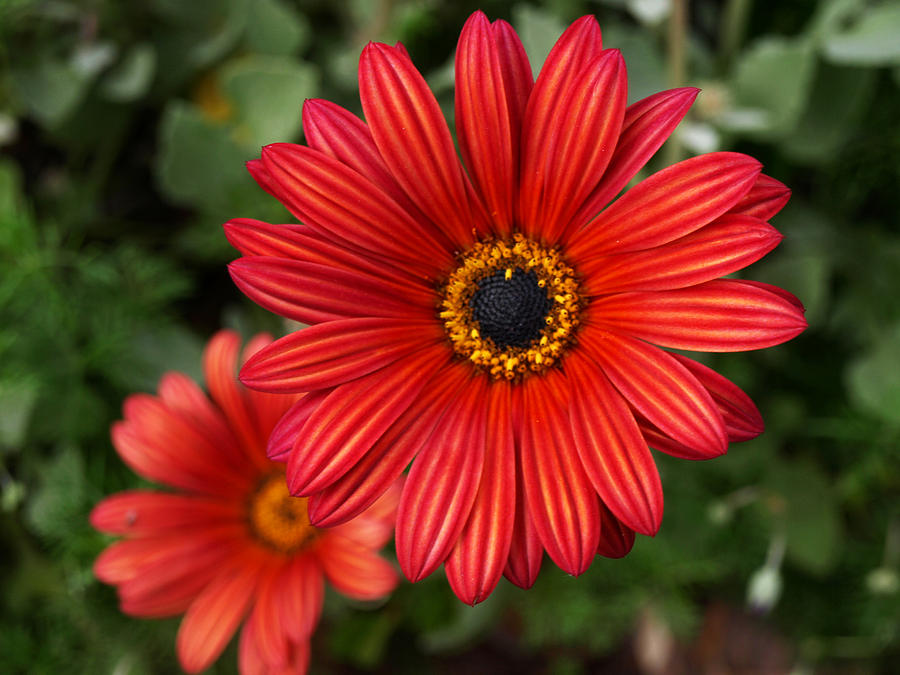 Scarlet Red Flower in Full Springtime Bloom Photograph by Jessica ...