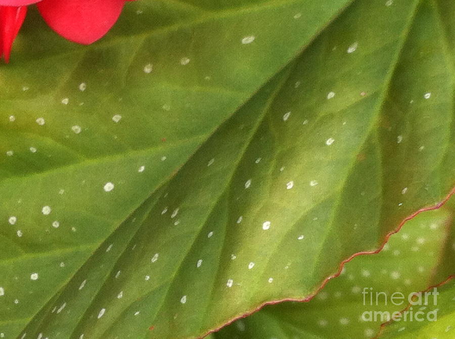 Scarlet Begonia Series IV Photograph By Catharine Lentz Pixels   Scarlet Begonia Series Iv Catharine Lentz 