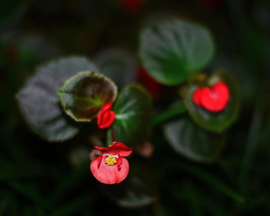 Scarlet Begonias Photograph by Connie Fox