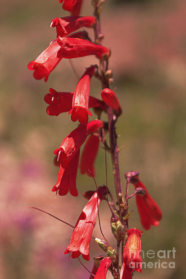 Summer Photograph - Scarlet Colorado Penstemons by Janice Pariza