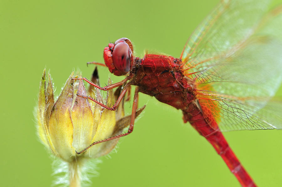 Scarlet Dragonfly Male Switzerland Photograph by Thomas Marent