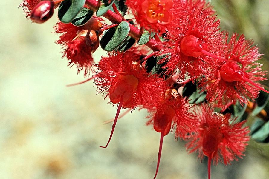 Scarlet Feather Flowers by David Rich Scarlet Feather Flowers by David Rich