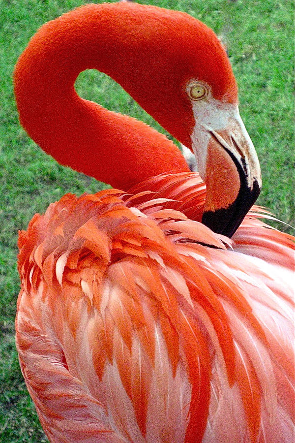 Portrait of a Scarlet Flamingo Photograph by Venetia Featherstone-Witty