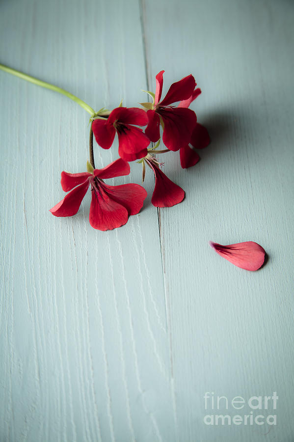 Flowers Still Life Photograph - Scarlet Geranium by Jan Bickerton