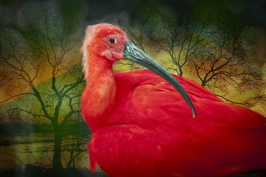 Scarlet Ibis Photograph by Bonnie Barry