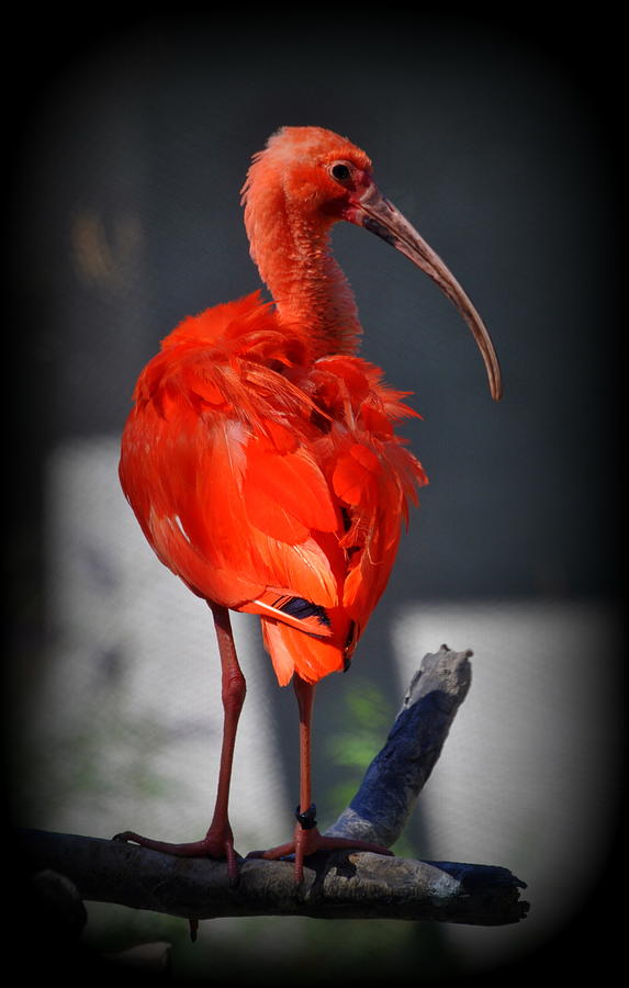Scarlet Ibis Eudocimus ruber Photograph by Nathan Abbott