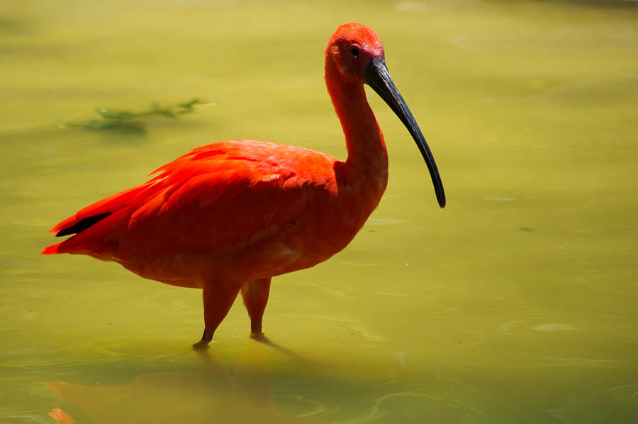 Scarlet Ibis Photograph by JG Thompson | Pixels