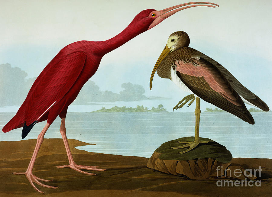 John James Audubon Painting - Scarlet Ibis by Audubon by John James Audubon