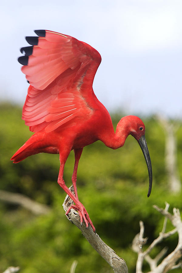 Ibis Photograph - Scarlet Ibis by M. Watson