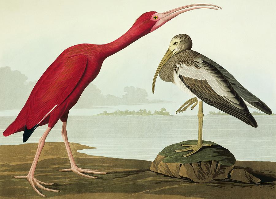 Scarlet Ibis Photograph by Natural History Museum, London/science Photo Library
