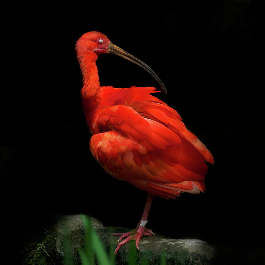 Scarlet Ibis On Black Background With Photograph by © Christian Meermann