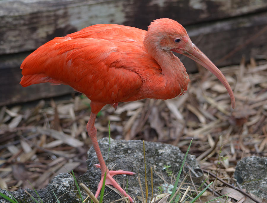 Scarlet Ibis One Legged Pose Photograph by Richard Bryce and Family