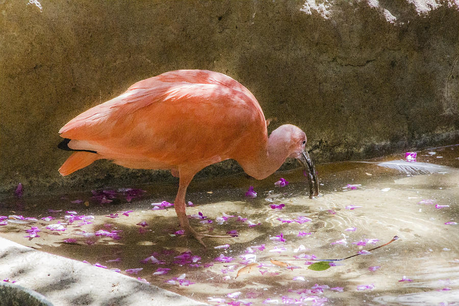 Scarlet Ibis  Digital Art by Photographic Art by Russel Ray Photos