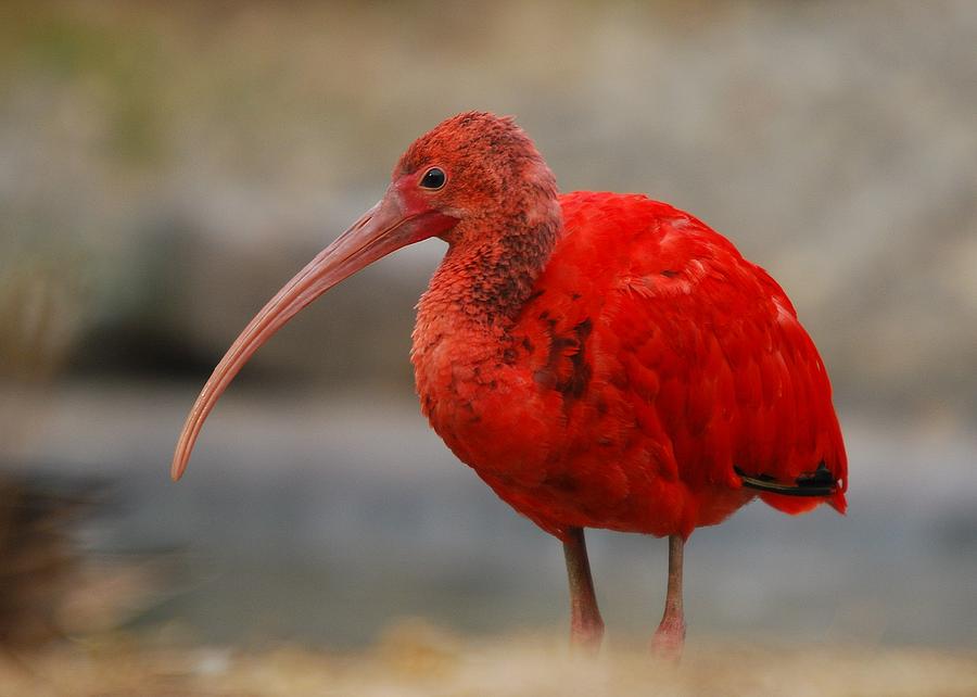 Scarlet Ibis Photograph by Steve Jahn - Fine Art America