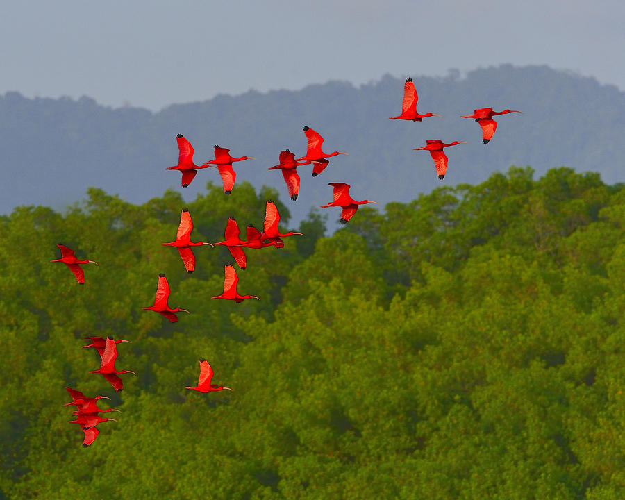 Scarlet Ibis Photograph by Tony Beck