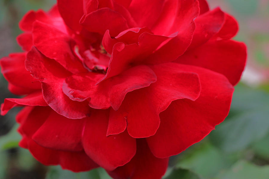 Scarlet Knight Grandiflora Rose Photograph by Allen Beatty