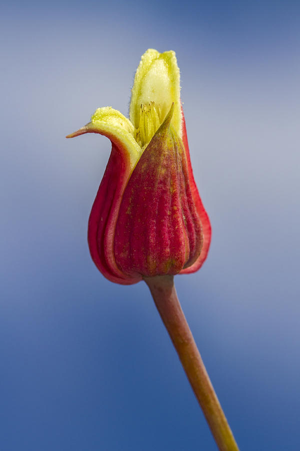 Scarlet Leatherflower Photograph by Steven Schwartzman