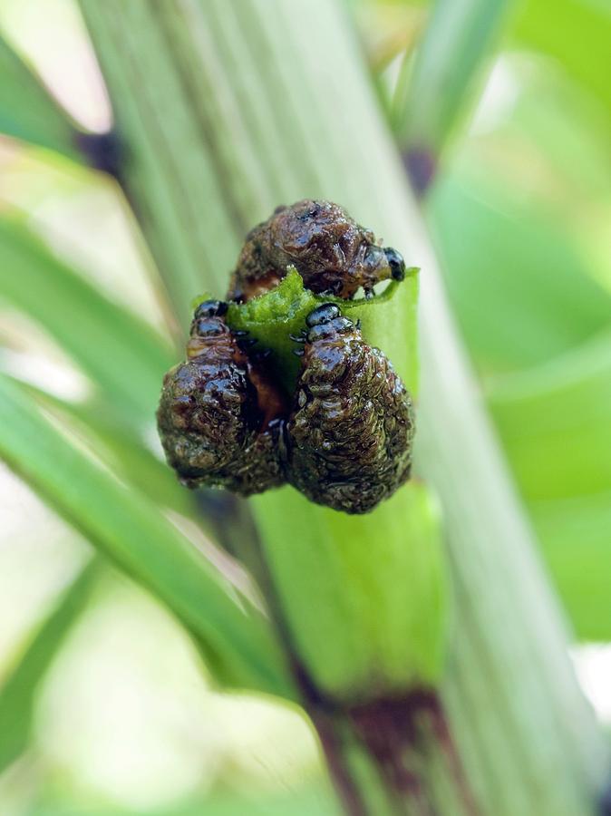 Scarlet Lily Beetle Larvae By Dr Jeremy Burgess Science Photo Library